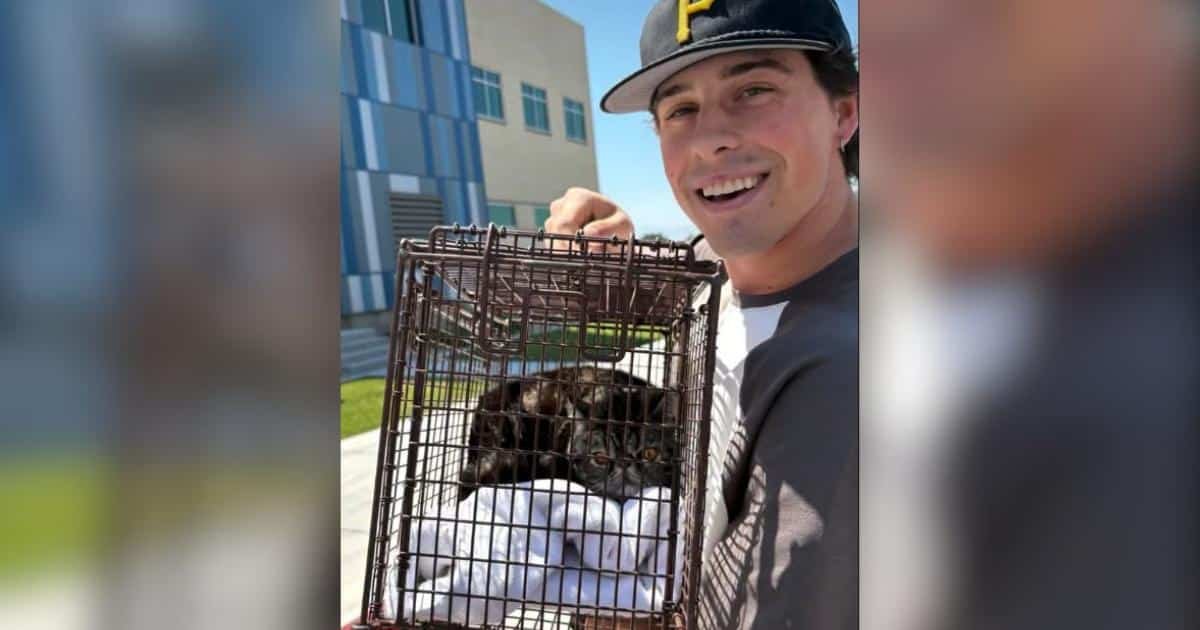 Un gatto ritrovato dopo un incendio riporta la speranza in una famiglia