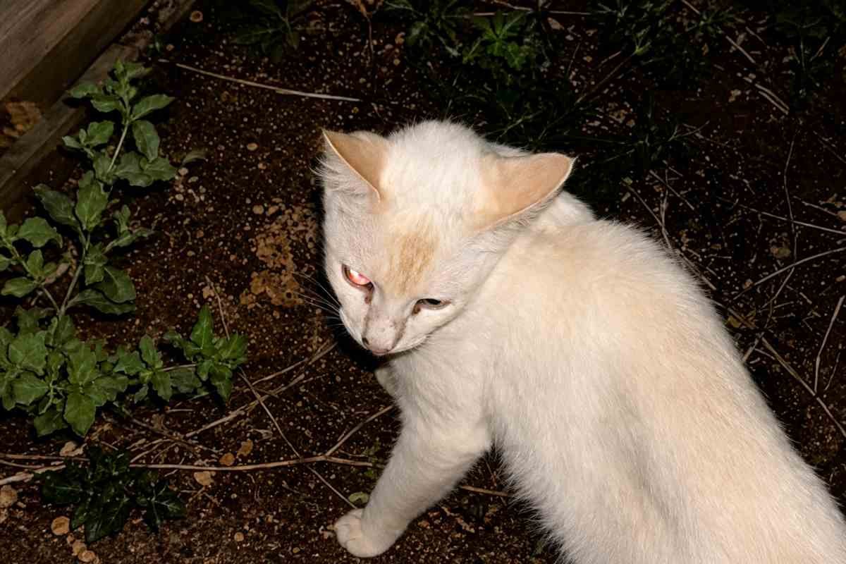Una gatta randagia guida una volontaria verso i suoi cuccioli in Brasile
