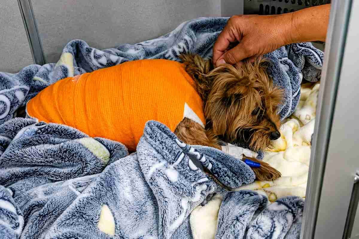Zoey, la Yorkshire di 4 chili, sopravvive all’attacco di un alligatore in Florida