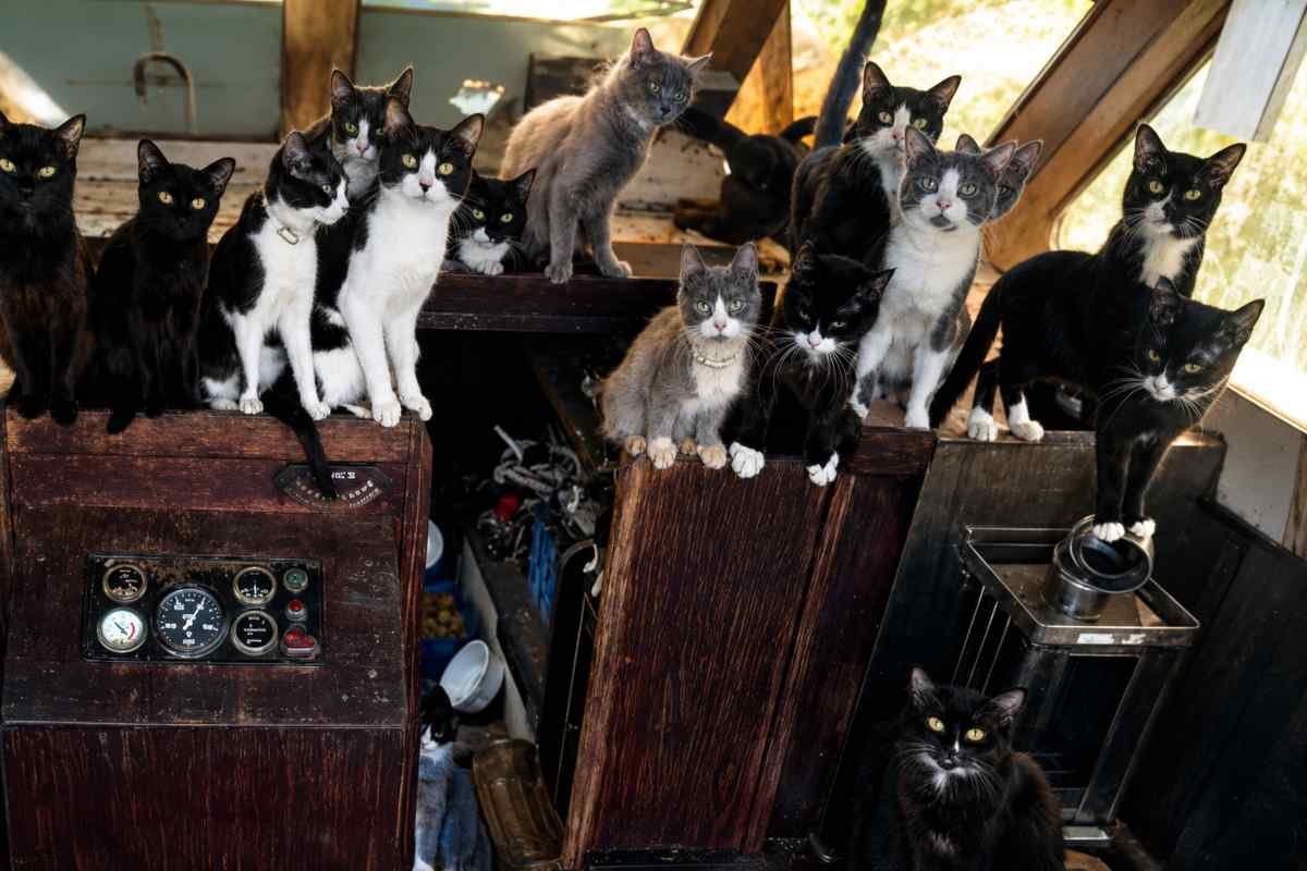 Gatti in una barca abbandonata: soccorritori trovano oltre 50 animali a Tacoma