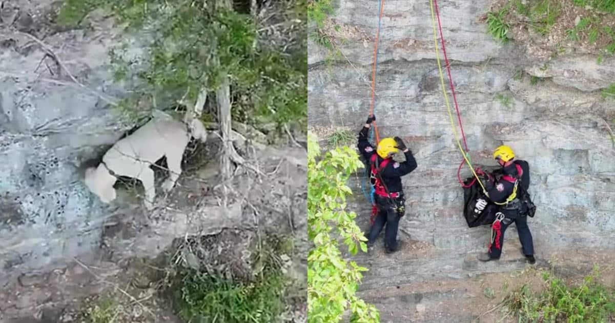 Un cane si salva dopo 17 ore di attesa su un terrapieno dopo essere caduto da un precipizio