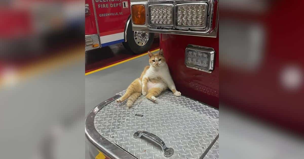 Un gatto straniero trova casa in un deposito di pompieri e diventa parte della famiglia