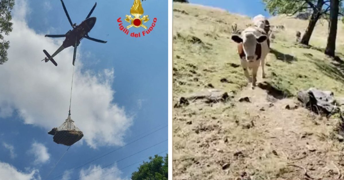 L’estate più secca del Trentino: due vacche morte, pascoli in fiamme e pastori che scavano per l’acqua