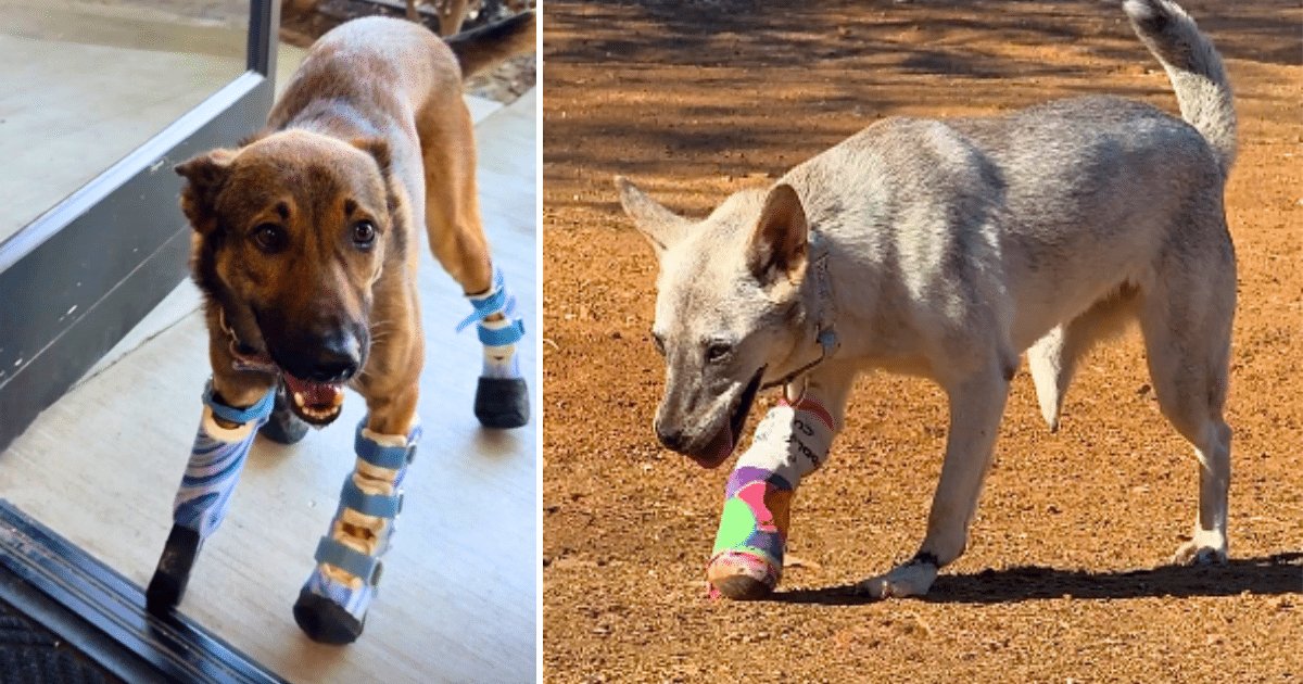 Brooke e Clifford, due cani resistenti, trovano nuova vita grazie al supporto di un club di volontari