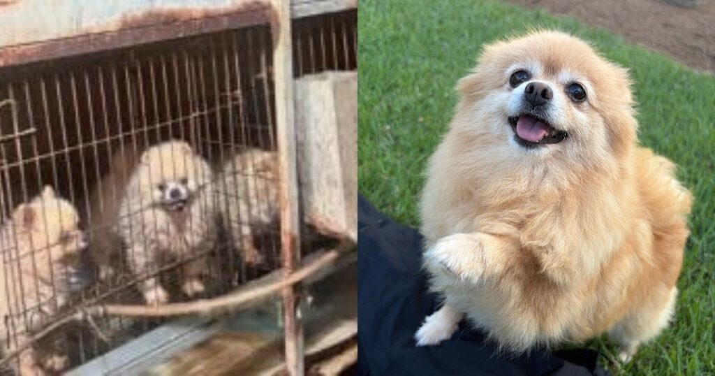 Una Pomerania ha vissuto tre anni senza una famiglia, solo per produrre cuccioli