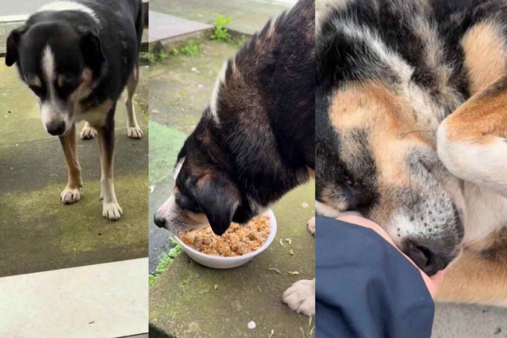Un cane randagio e la sua routine quotidiana: “Ogni giorno so già che verrà a trovarmi”
