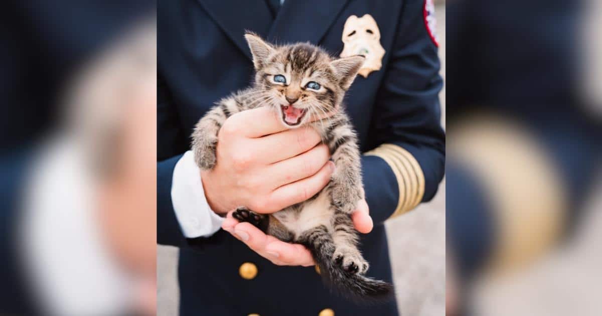 Un gattino si intrufola in una cerimonia di ricordo e trova un rifugio