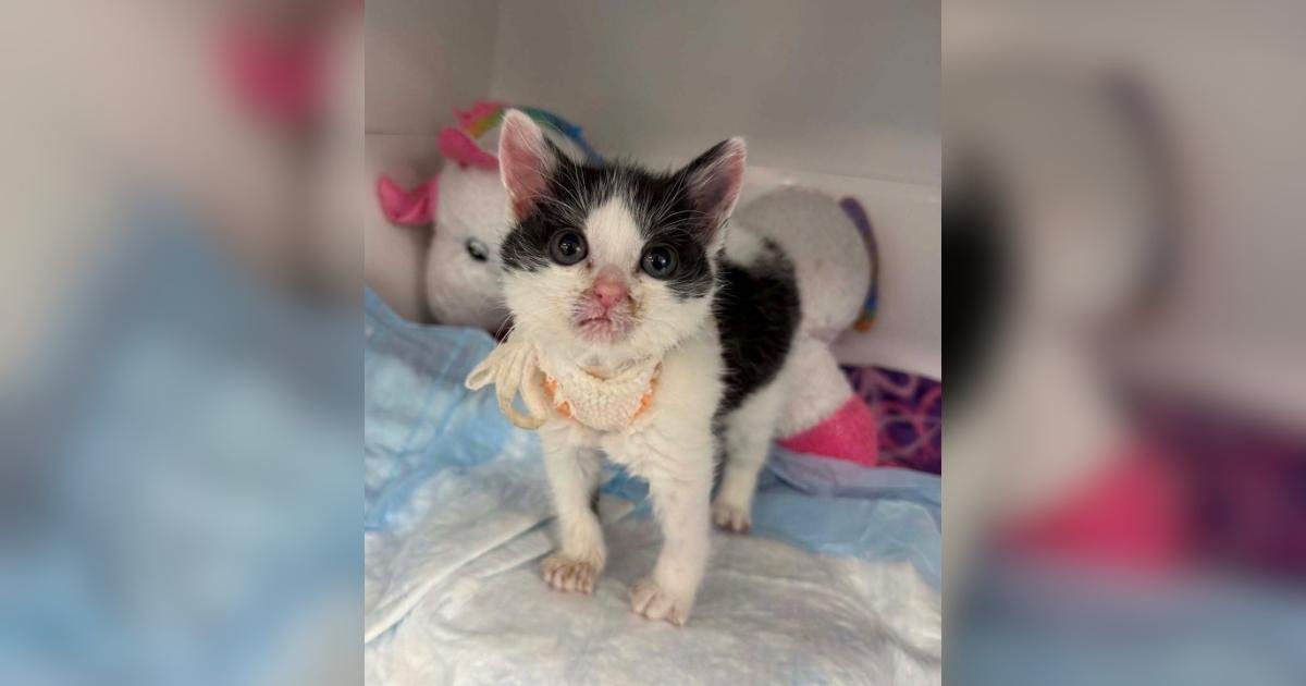 Bavarian Creme, il gattino con palato cleft mangia da solo dopo cure speciali