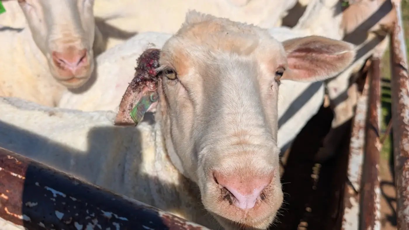 PETA denuncia aggressione a manifestante durante NYFW per difesa dei pecori