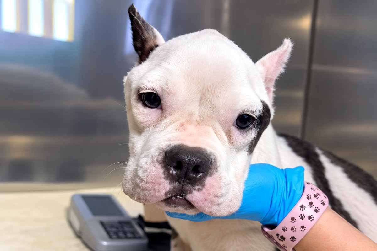 Jesse, la Bulldog incinta salvata dall’eutanasia: una battaglia per la vita