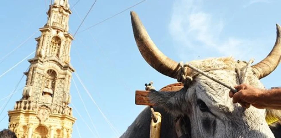Mirabella Eclano: associazioni animaliste ottengono ordinanza a tutela buoi, ma chiedono fine dell’impiego in manifestazione