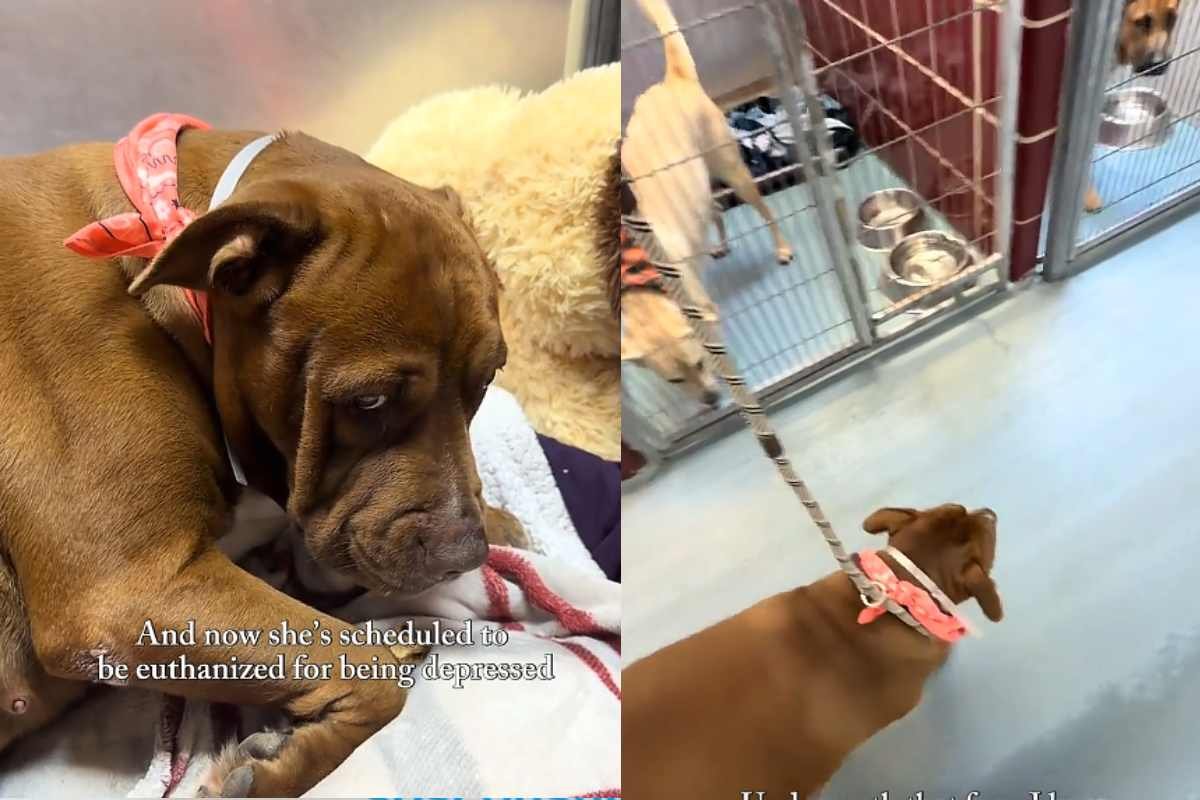 Un cane abbandonato va in depressione, il suo sguardo spezza il cuore