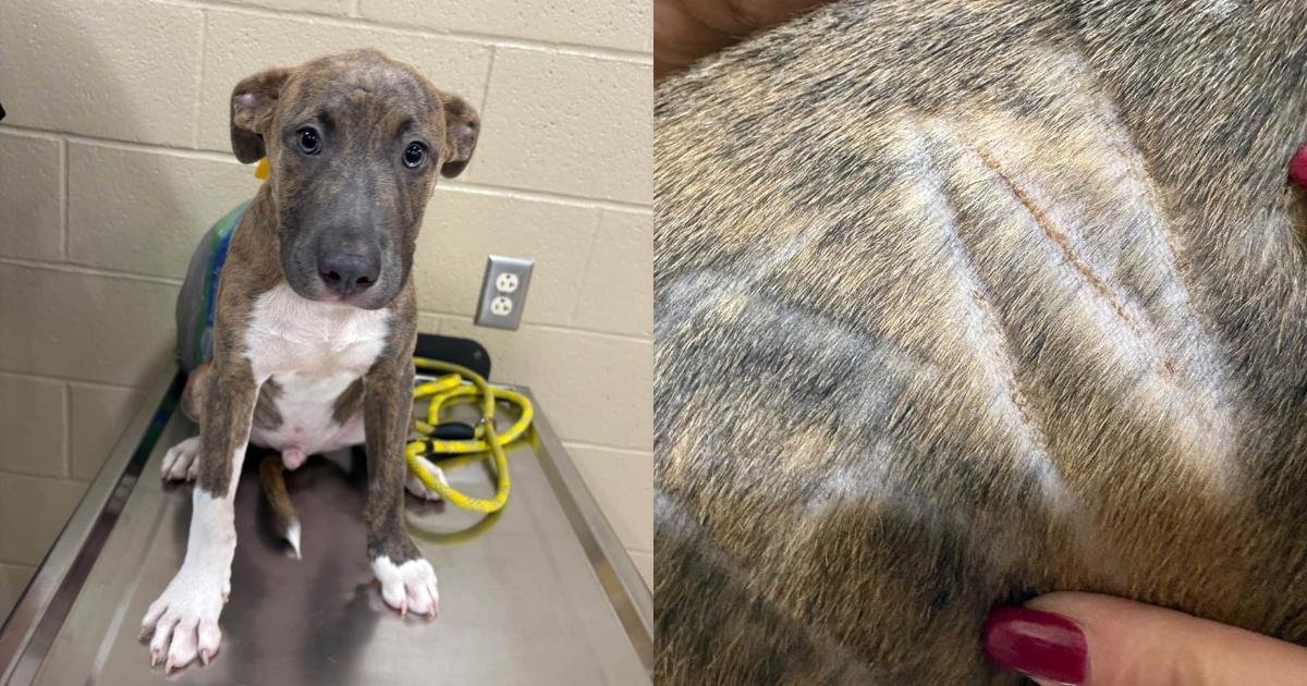 Un cucciolo con il nome scritto nella pelliccia trova finalmente una famiglia