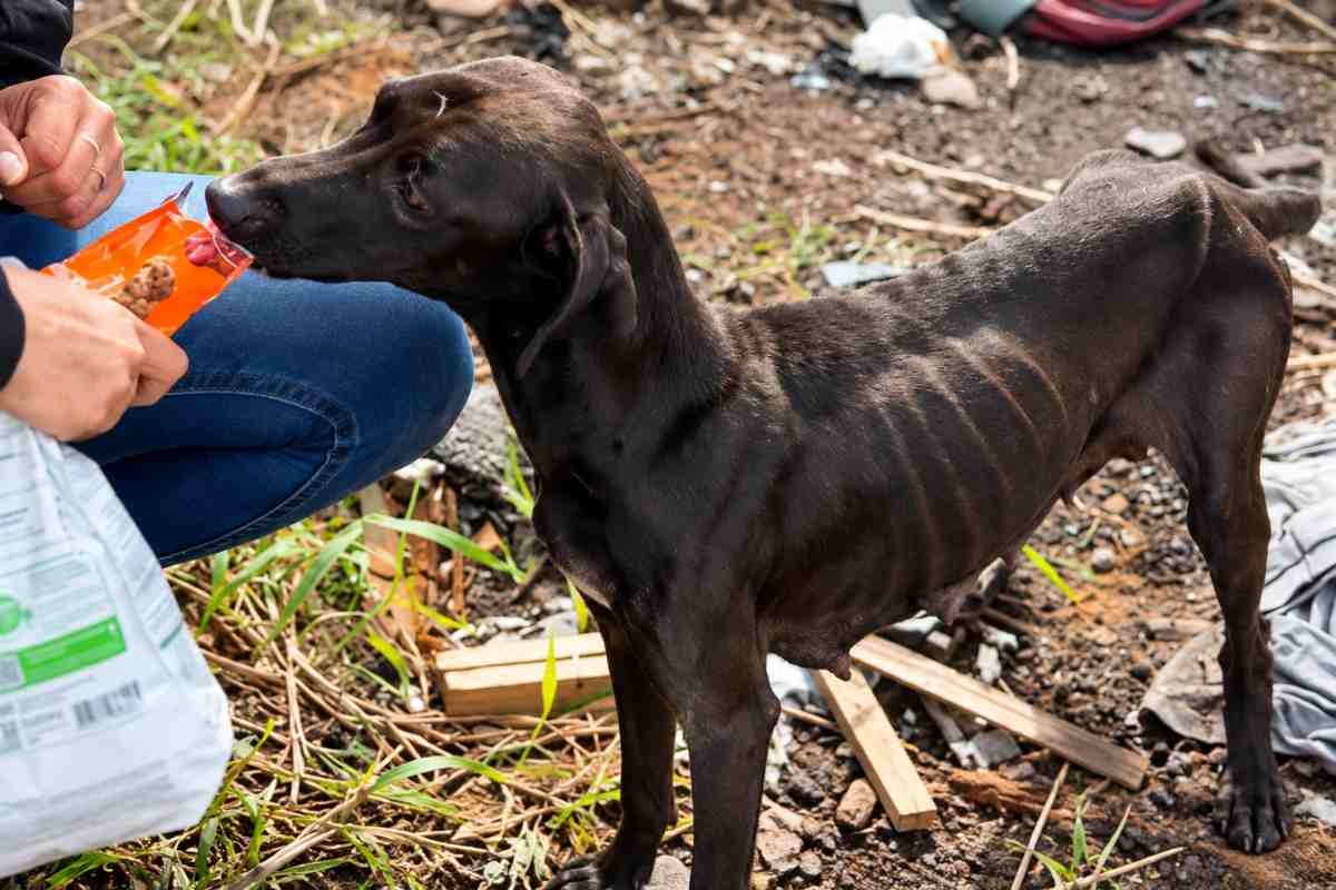 Una madre e i suoi cuccioli salvati dopo mesi di sofferenza