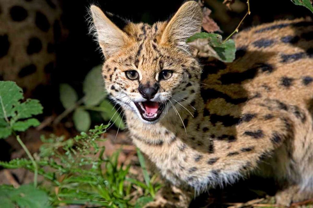 Animali selvatici detenuti come pet: due serval sequestrati nel Bresciano, la situazione in Italia è preoccupante
