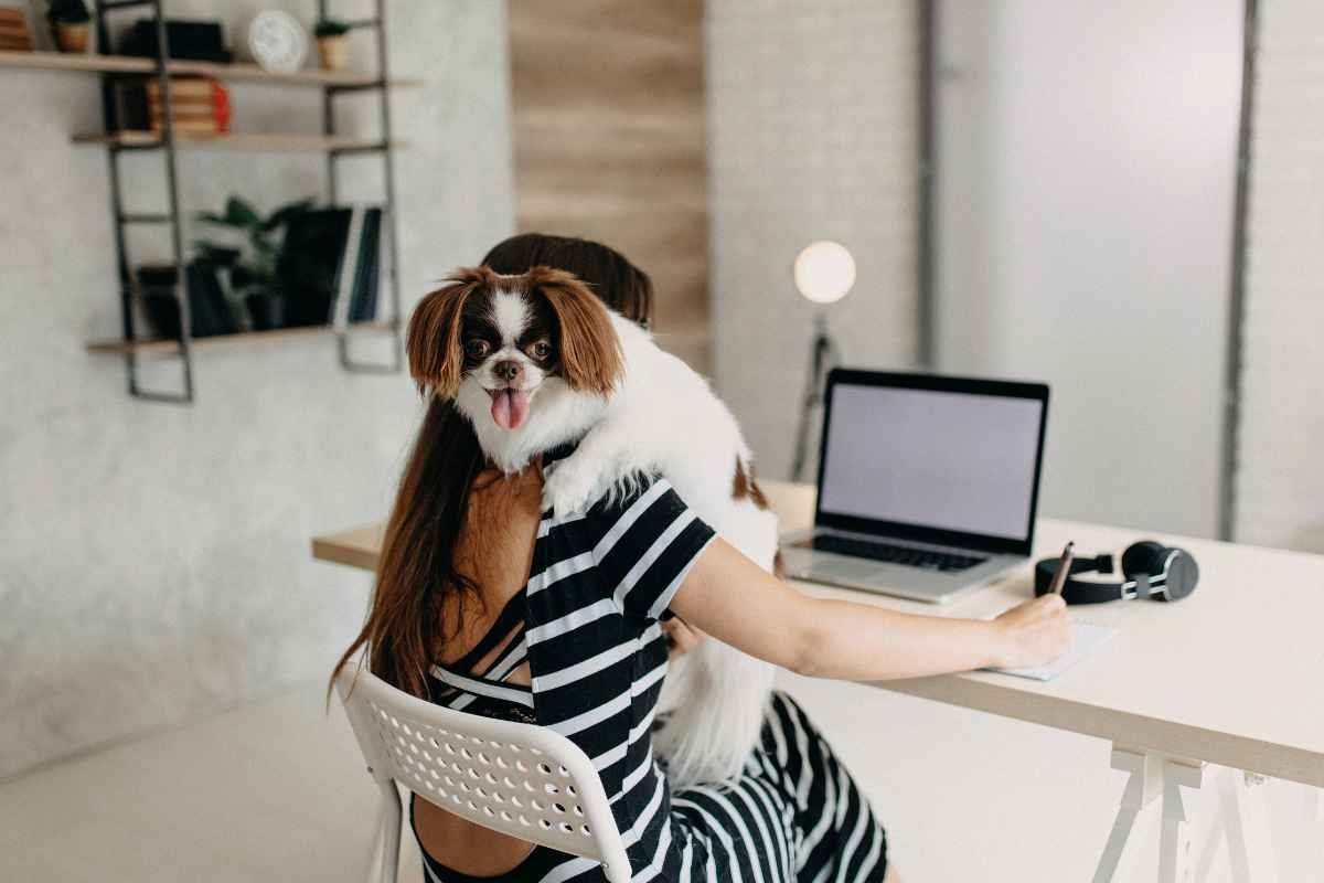 Cani in ufficio: il Comune di Verona apre le porte, ma quali sono i rischi per gli animali?
