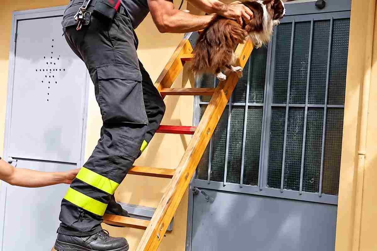 Il salvataggio di Cicci, un Chihuahua abbandonato in un deposito a Torino, cerca una famiglia