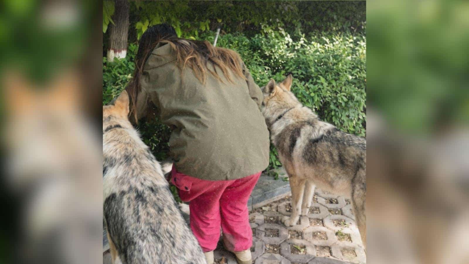 Due Wolfdogs trovano un cucciolo nascosto tra i cespugli di un parco