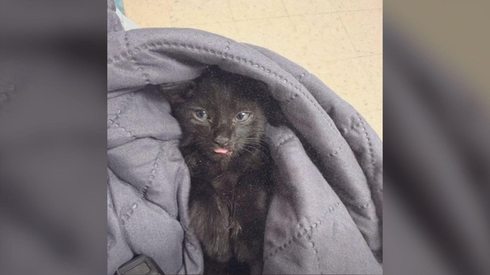 Una deputy salva un gattino abbandonato e lo adotta