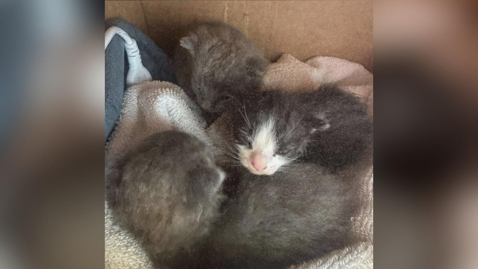 Tre gattini salvati da un allagamento iniziano a prendere il biberino