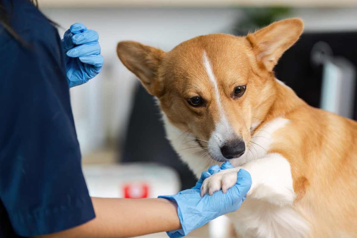 Aosta lancia un sportello per supportare le famiglie con animali domestici: un modello per l’Italia