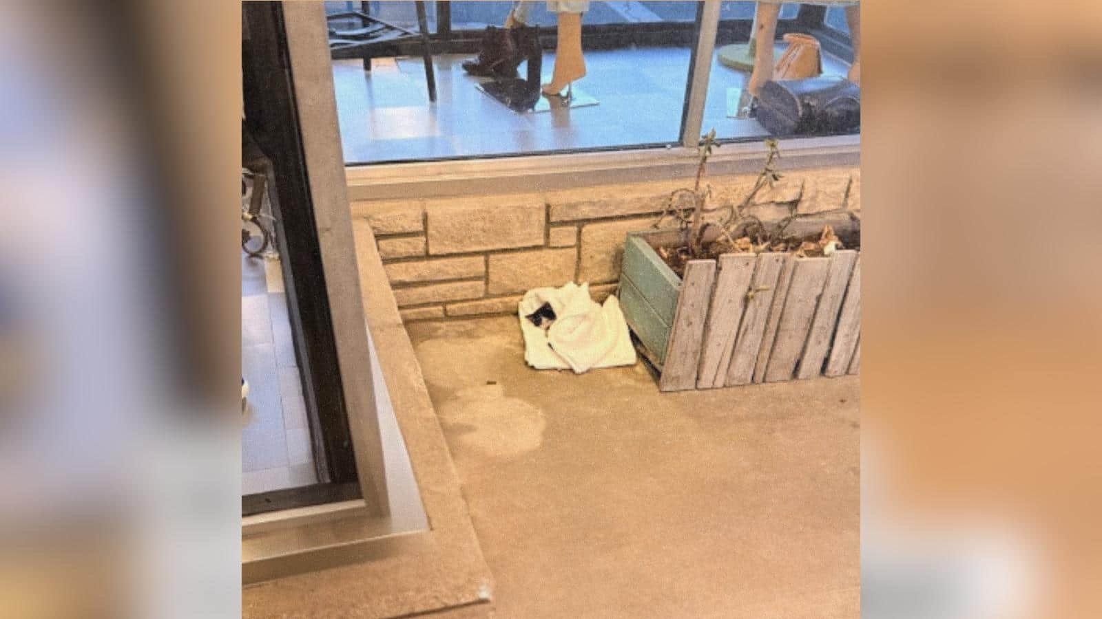Un gatto abbandonato trova casa in un caffè per gatti a Los Angeles