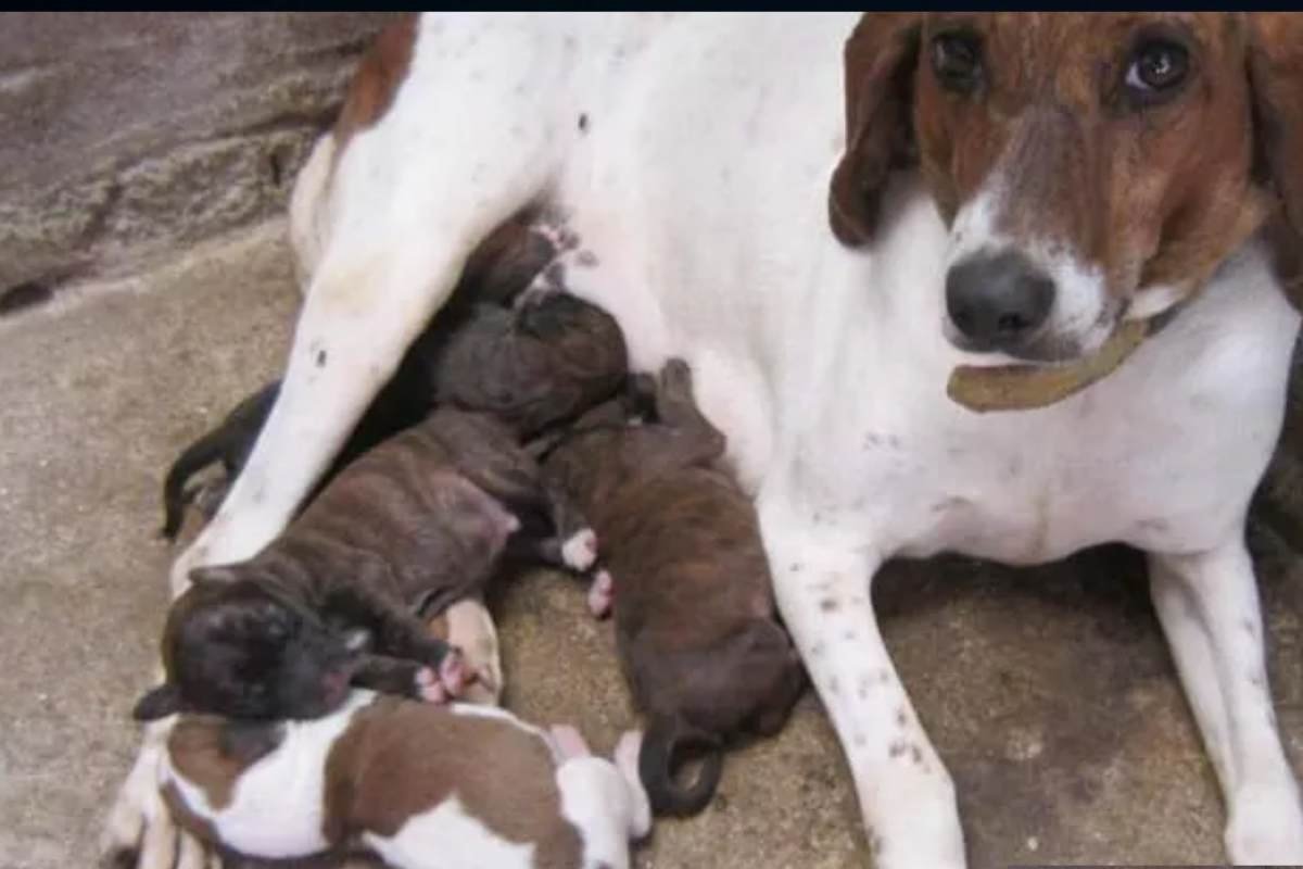 Cagnolino salvato in extremis dopo essere stato sepolto vivo dal proprietario
