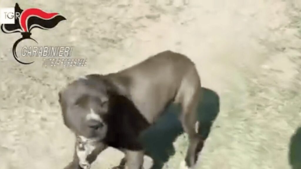 24 Pitbull salvati da combattimenti clandestini, 12 persone indagate